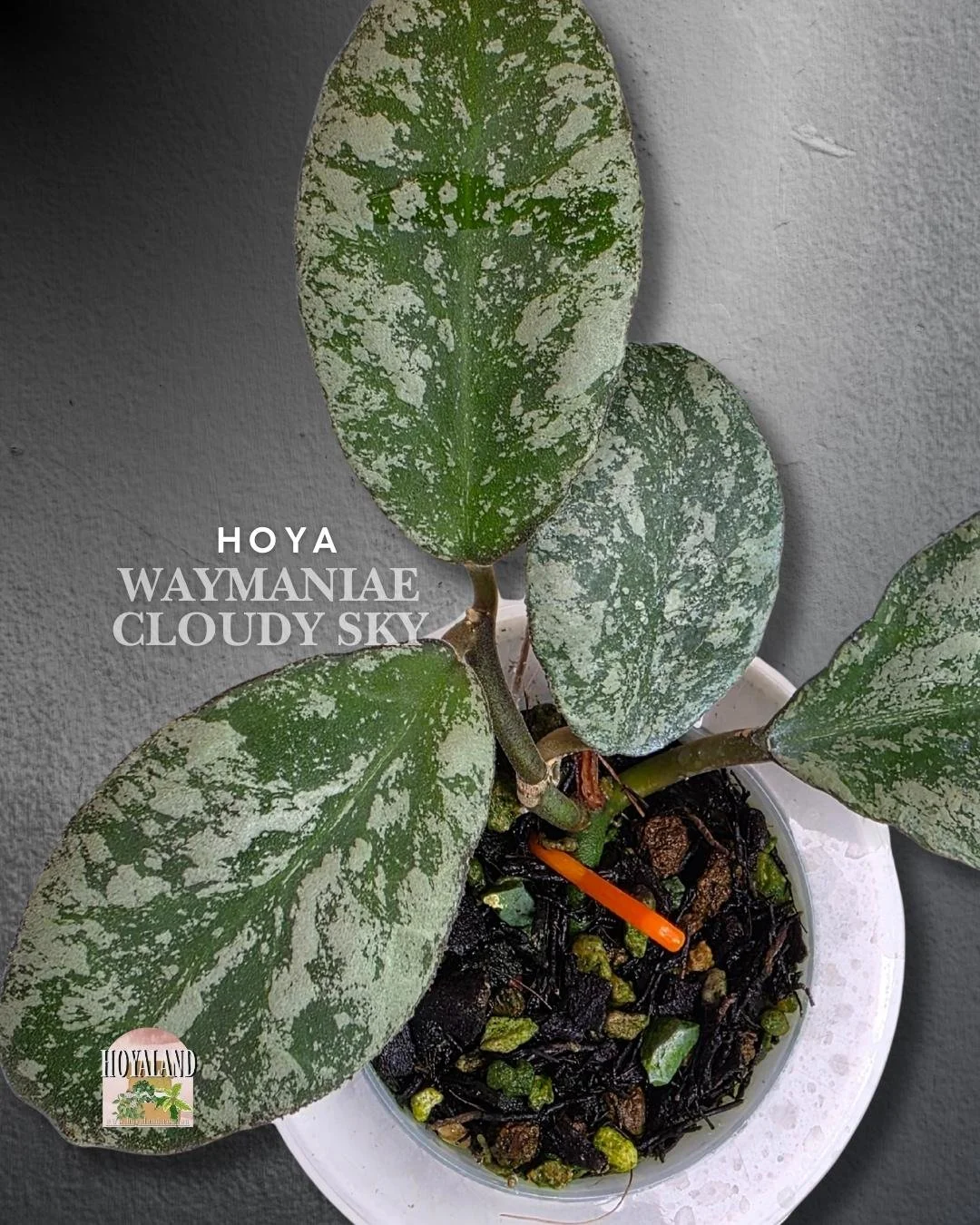 Hoya waymaniae cloudy sky (3).jpg