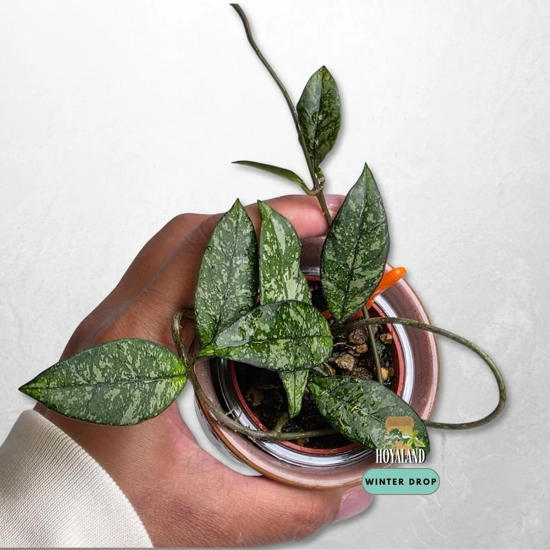 Established Hoya crassipetiolata Splash showing silver splash flecks on dark veined leaves