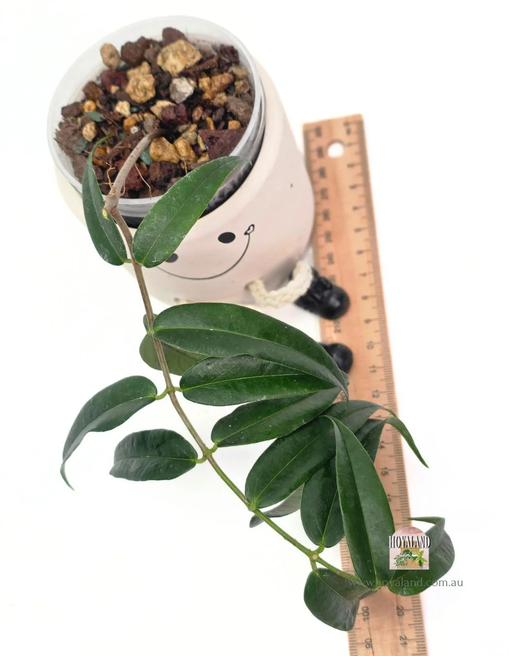 Hoya paradisea (2).jpg