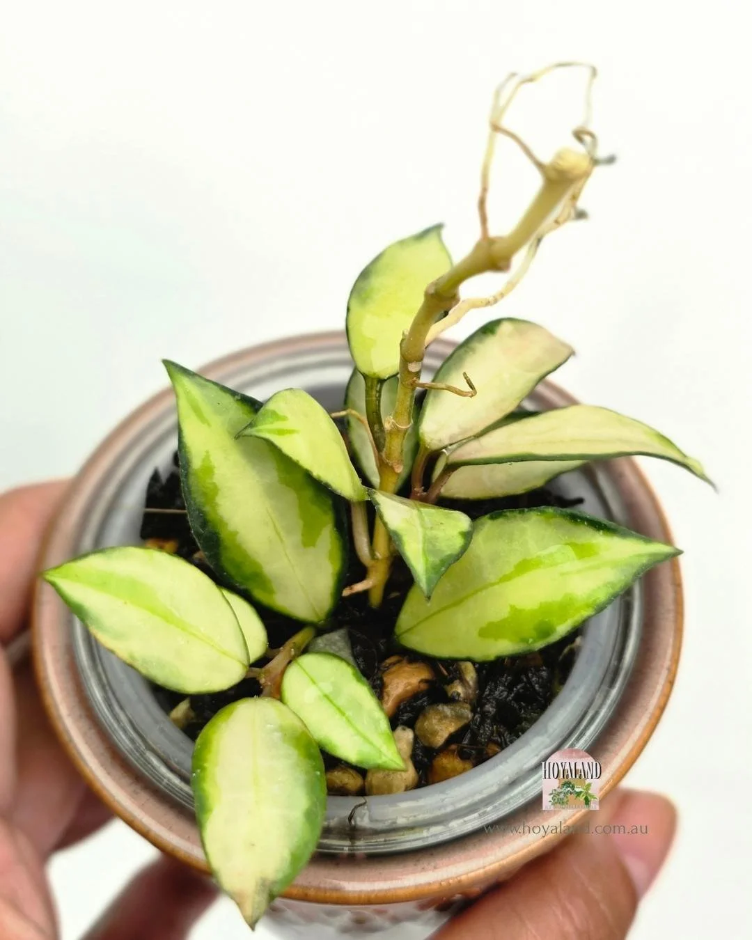 hoya lacunosa souma (3).jpg