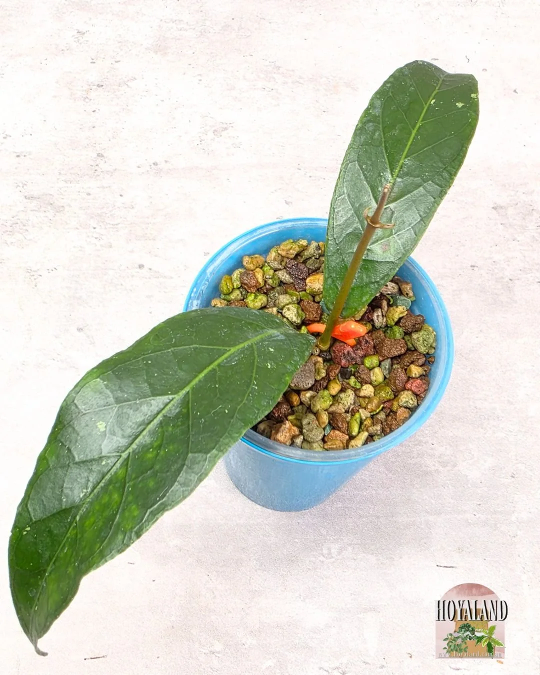 Hoya Dragon Claw Aceh (3).jpg