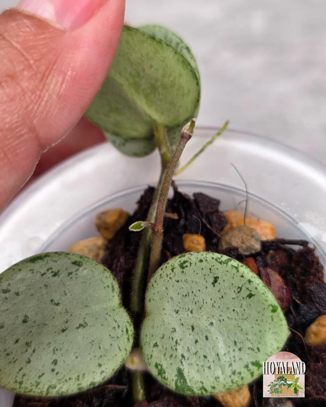 Hoya Grey Fairy A (3).jpg