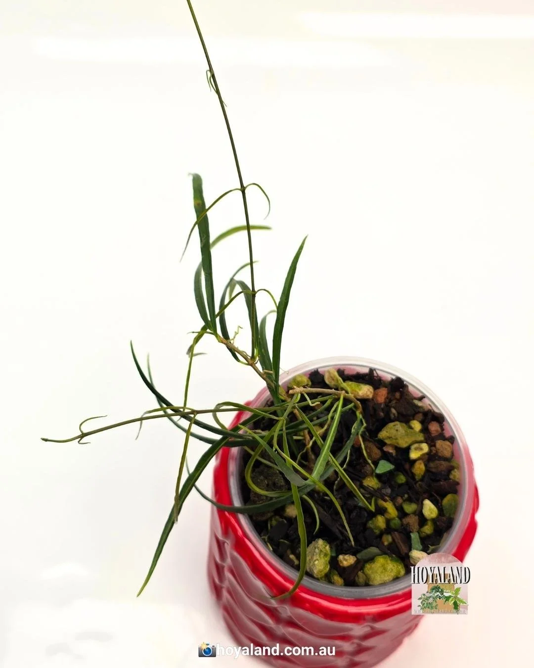 Hoya stenophylla (4).jpg