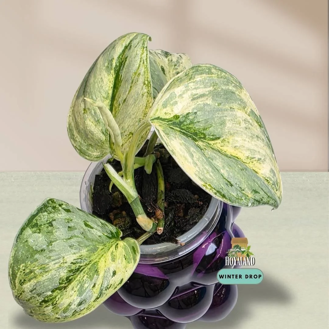 Established Scindapsus Tembaga with thick velvety leaves and iridescent copper metallic sheen