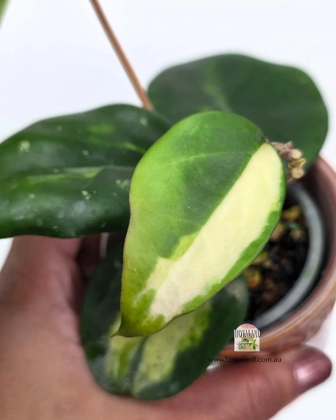 Hoya verticillata panglay var (5).jpg