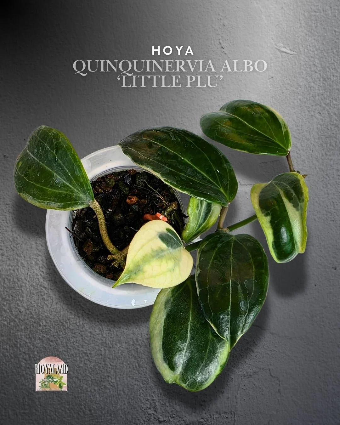 🌞 Hoya LITTLE PLU  Quinquinervia albo 🎇