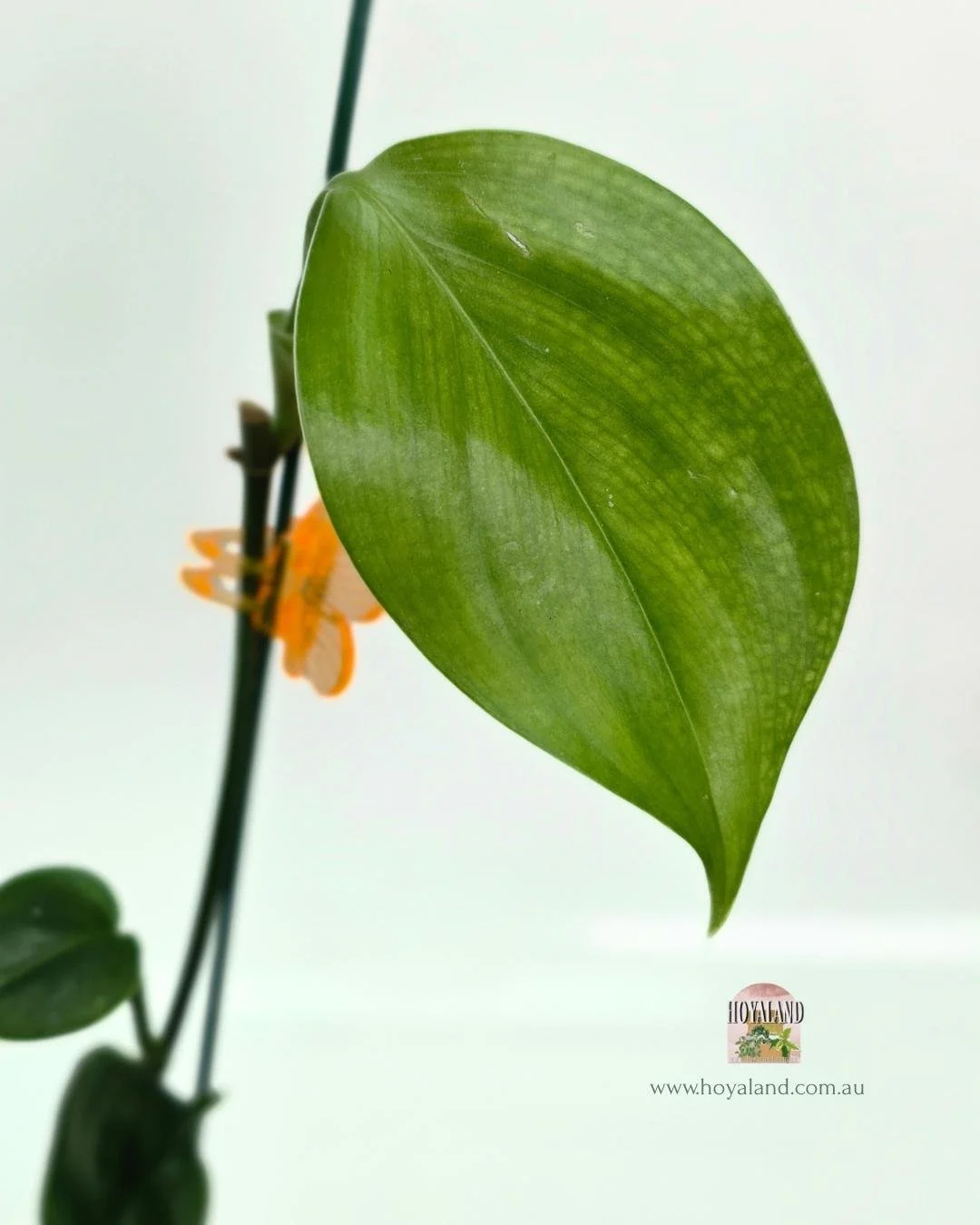 Scindapsus white monster 1 (3).jpg