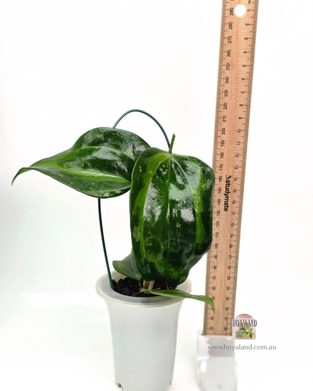 Hoya latifolia baibua (4).jpg