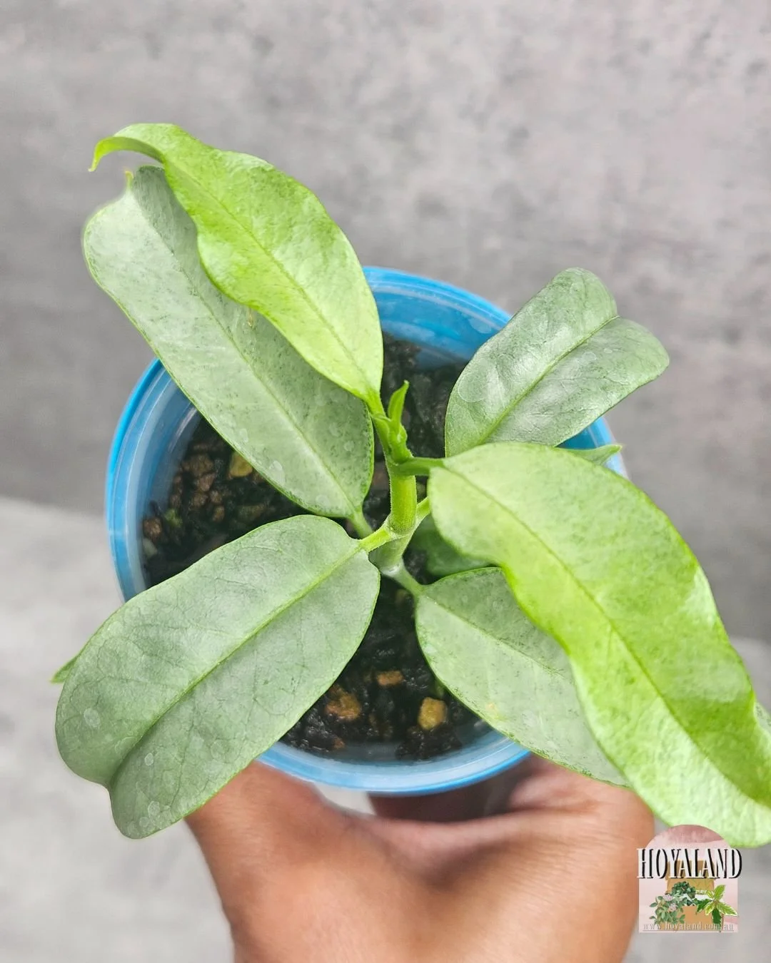 HOYA MULTIFLORA WONDERPHIL (3).jpg