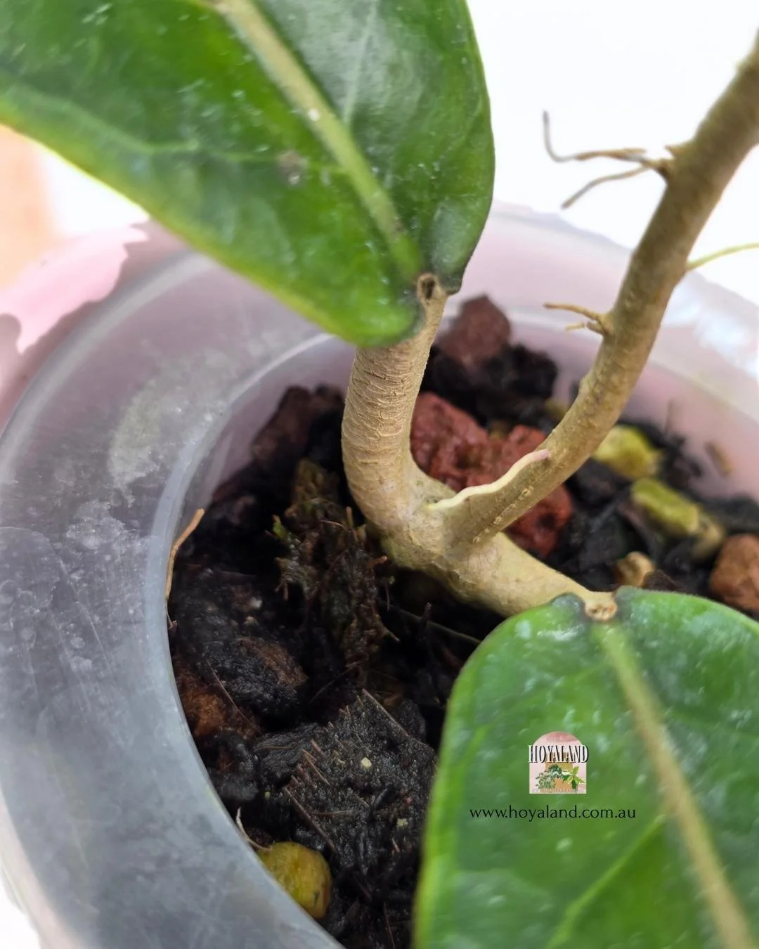 Hoya aceh dragon claw (2).jpg