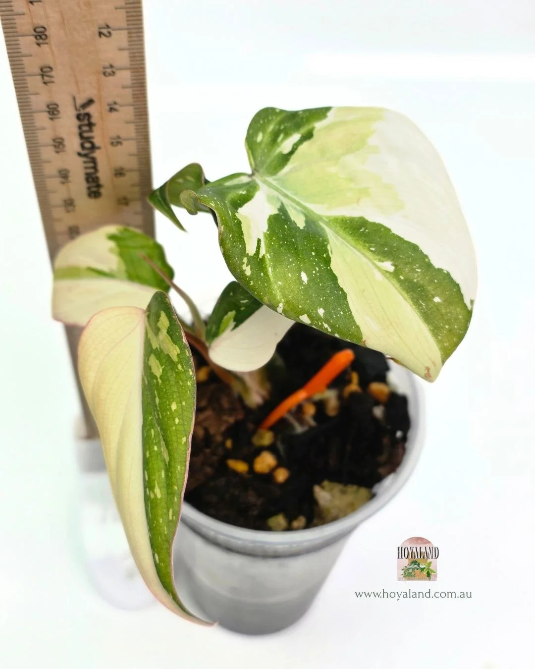 Philodendron gloriosum variegata B (2).jpg