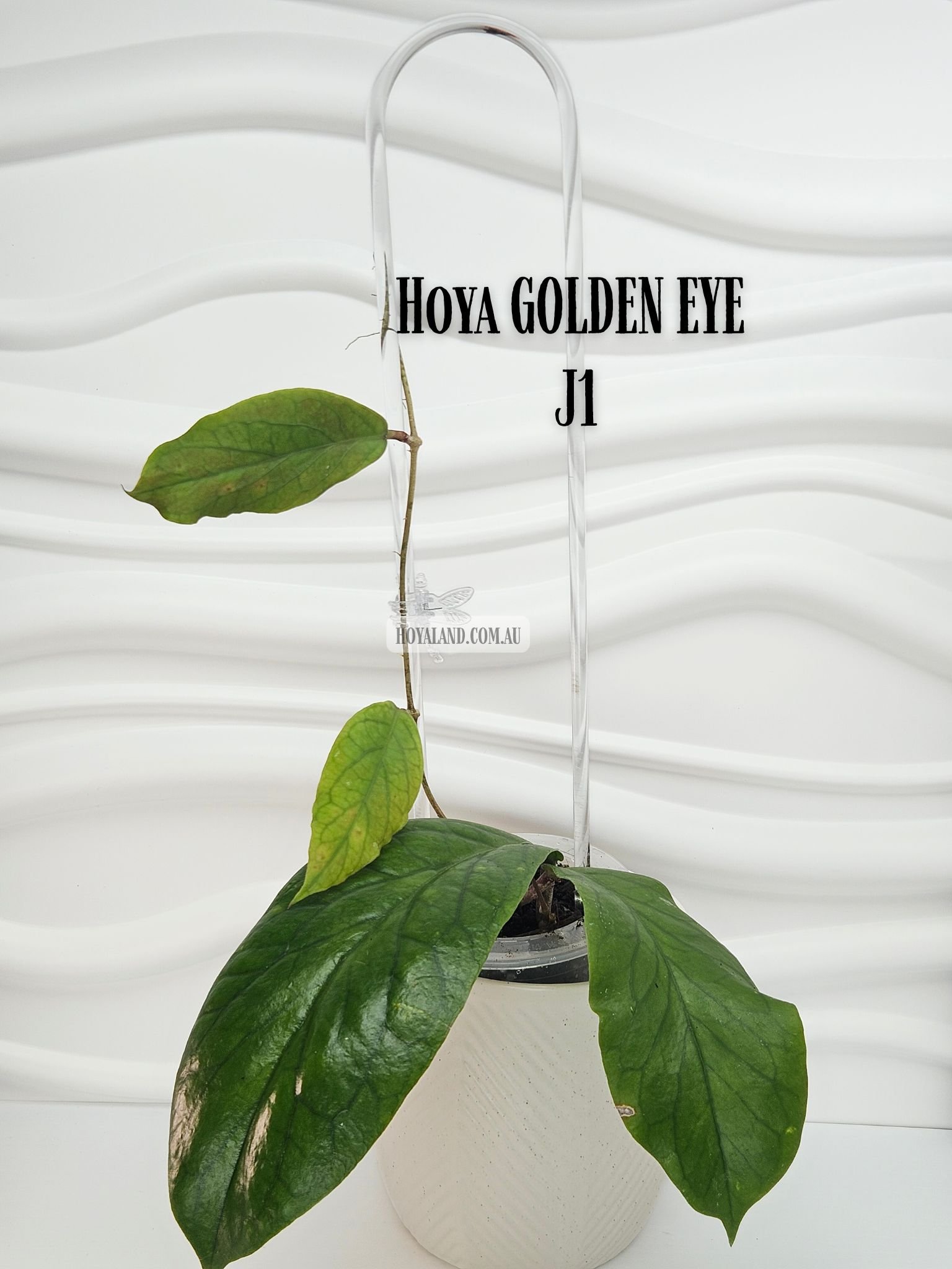 Hoya GOLDEN EYE J1 (6).jpg