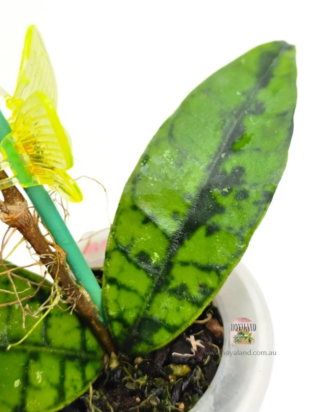 Hoya callistophylla black spot (2).jpg