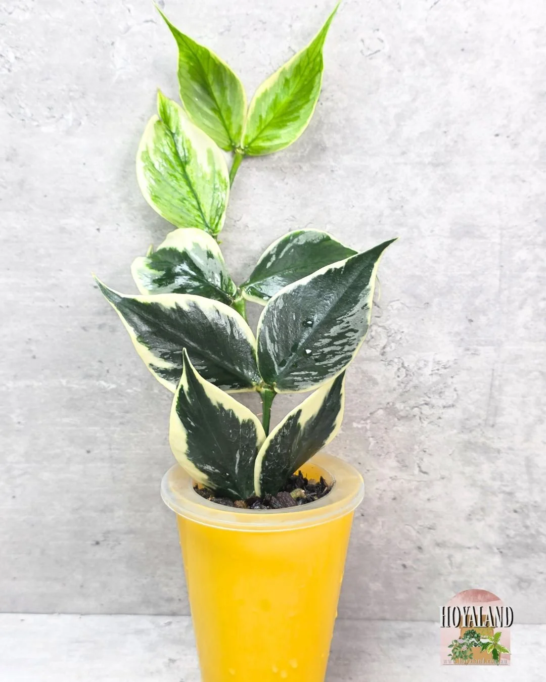 Hoya polyneura diem fairy (2).jpg