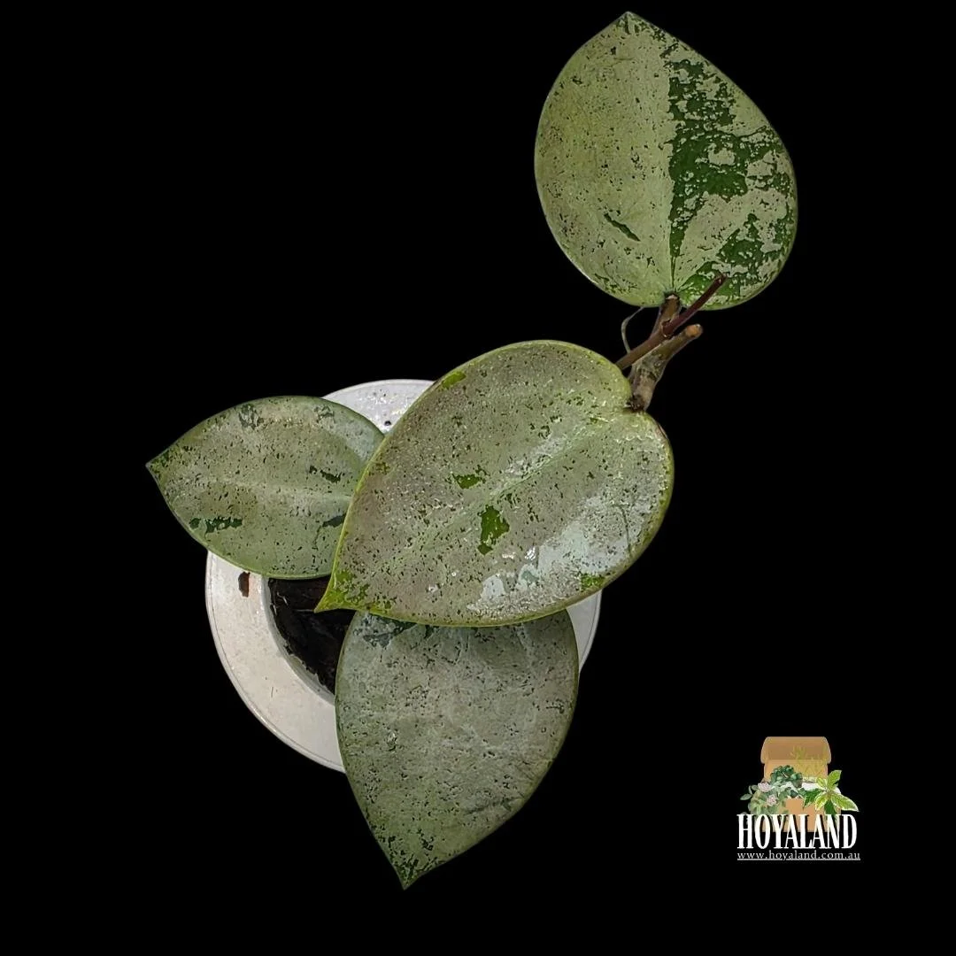 Hoya verticillata heart silver (1).jpg