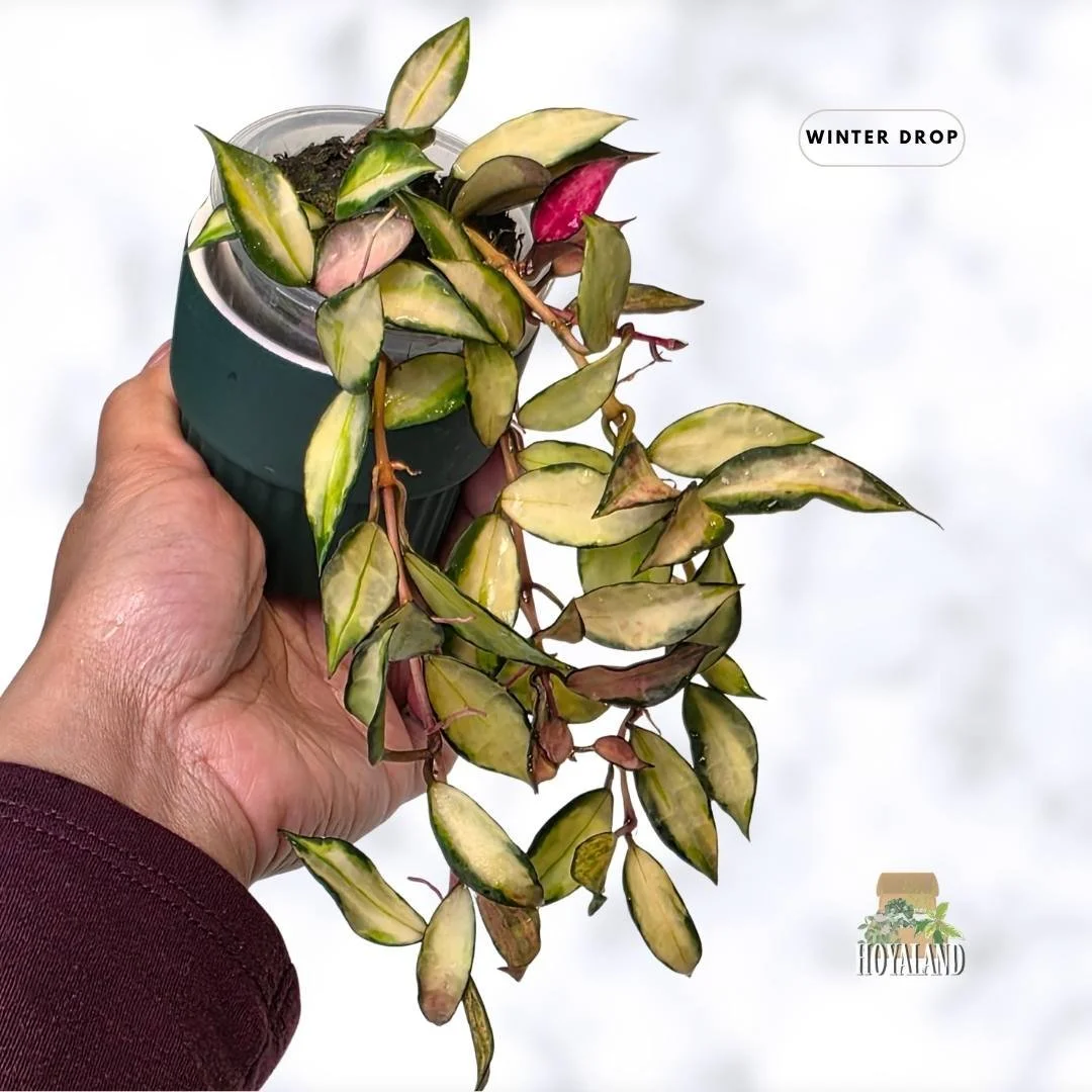 buy-rare-hoya-lacunosa-souma-pink-sunstress-leaves-australia.webp (4).jpg