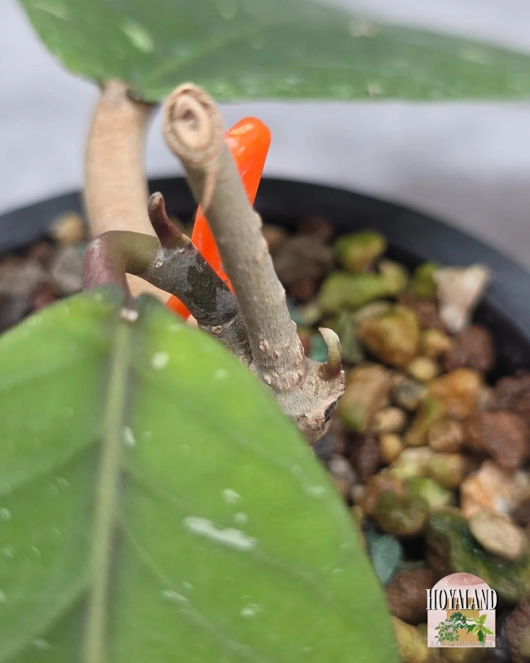 Hoya sp Aceh Rhino Clone 2 (2).jpg