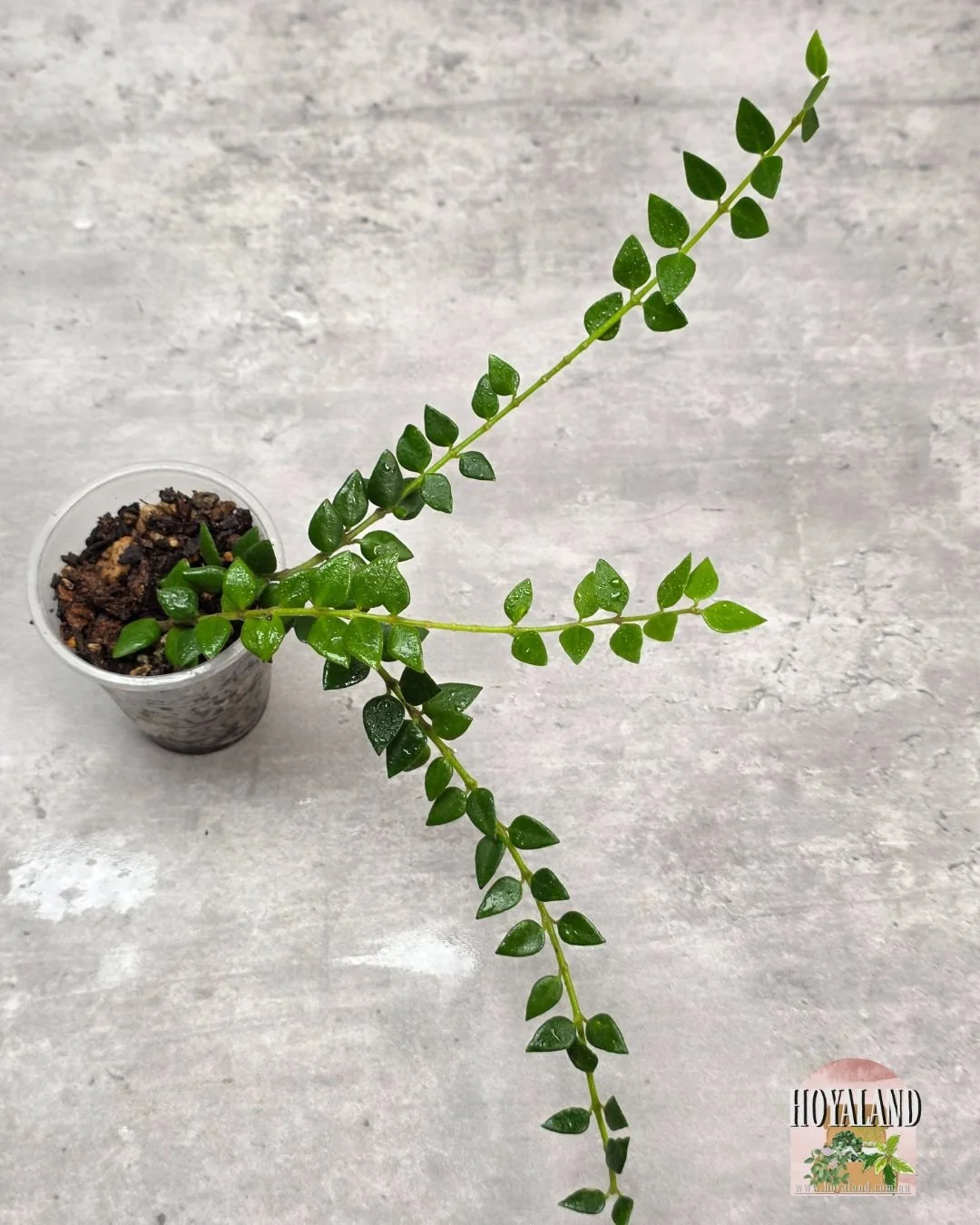 Hoya chinghungensis (4).jpg