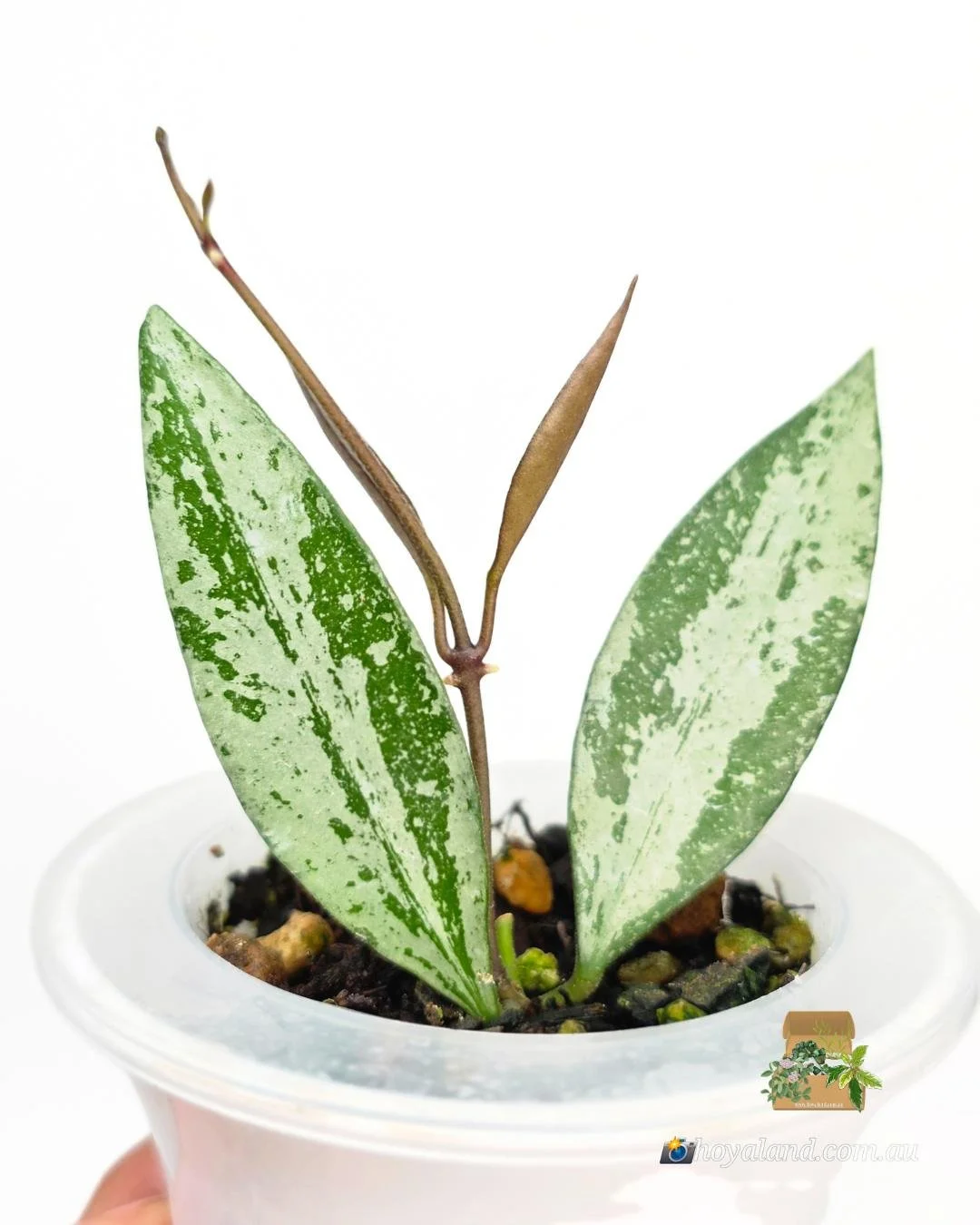 🌞 Hoya 'Rosita' Silver 2 – The Metallic Hybrid (Wayetii x Aff. Burtoniae) 🩷