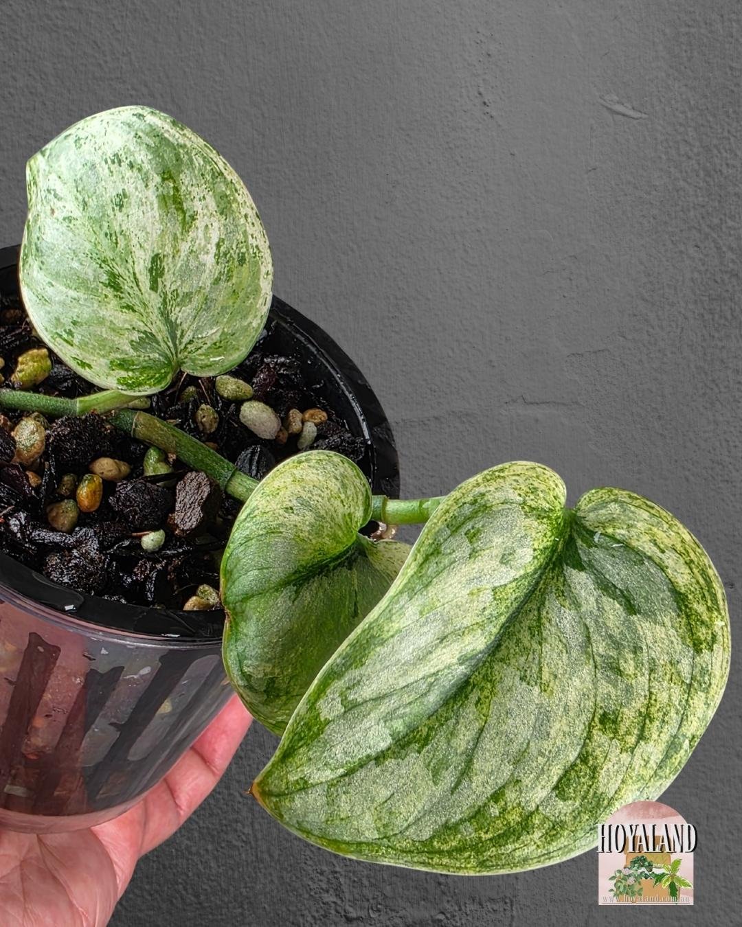 Scindapsus Tembaga.jpg