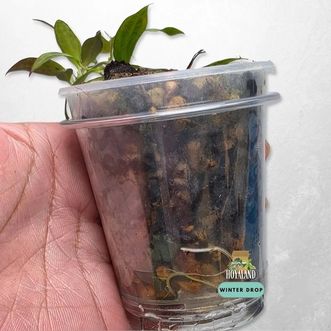 Established Hoya microdwarf showing tiny micro foliage for small spaces