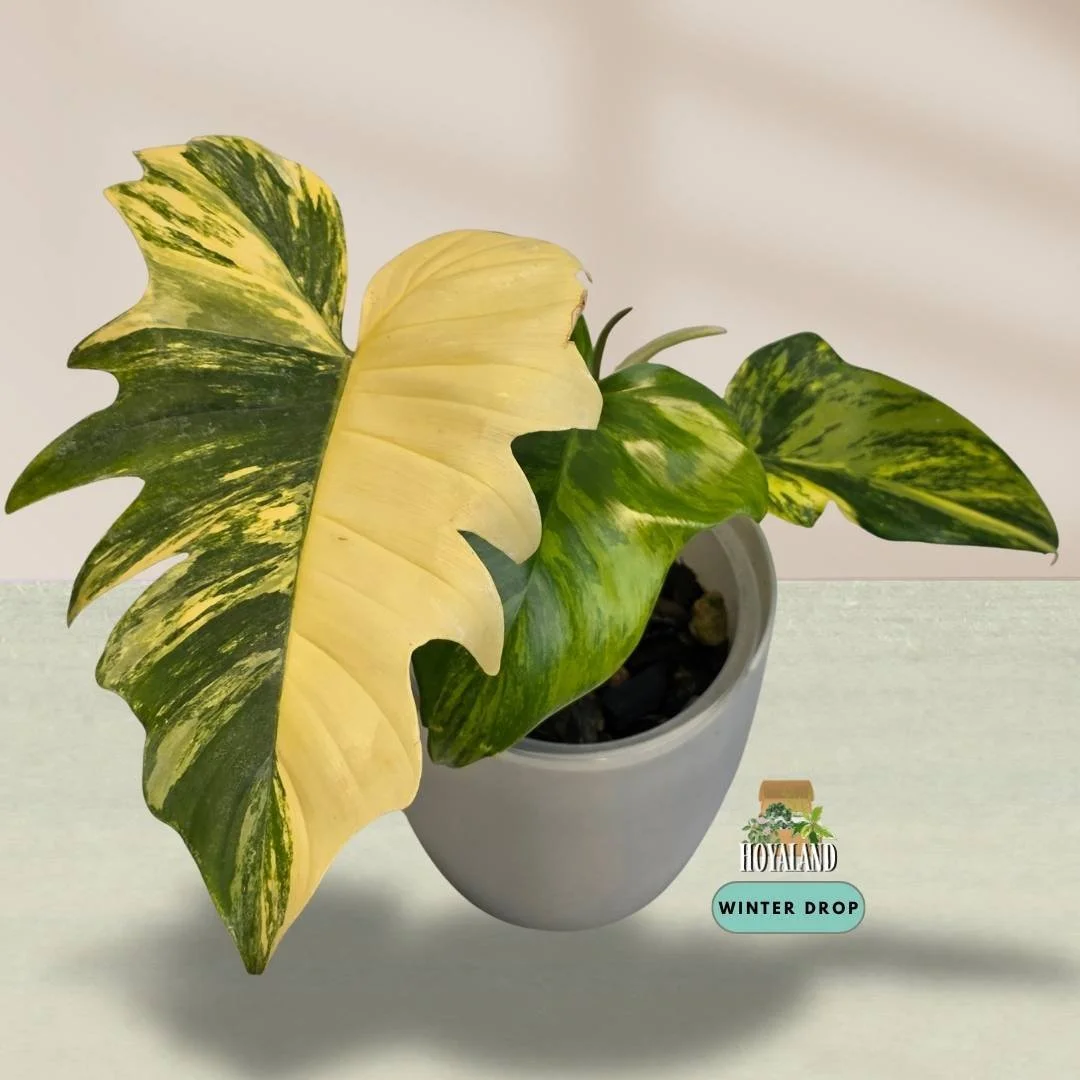 Philodendron Florida Beauty x mayoi with wide triangular leaves and light cream variegation