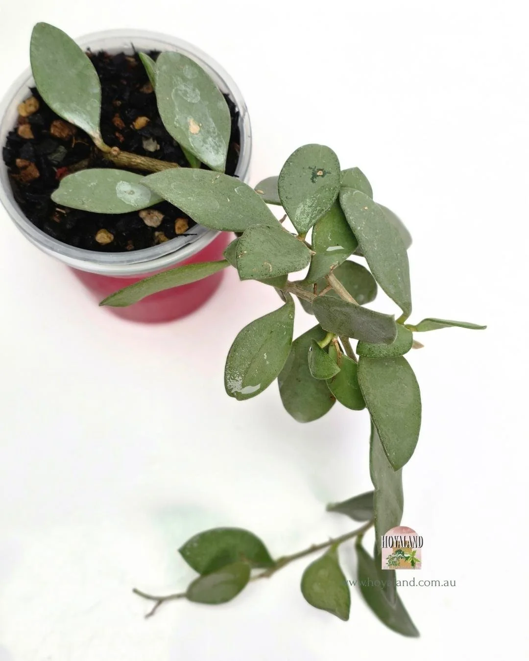 🍂 Hoya nummularioides Silver | Trailing Silver Leaves