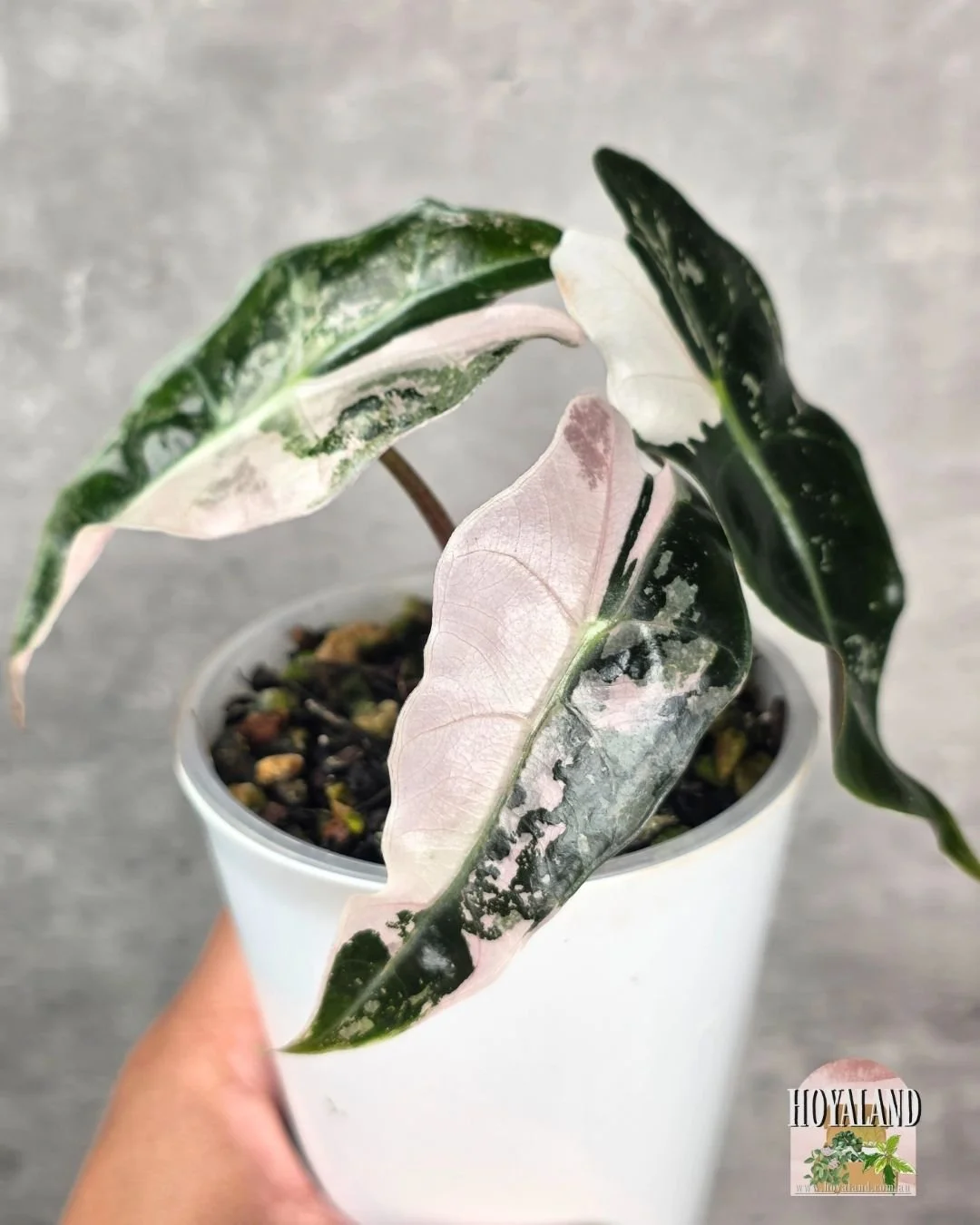 Alocasia Amazonica non tc corm B (5).jpg