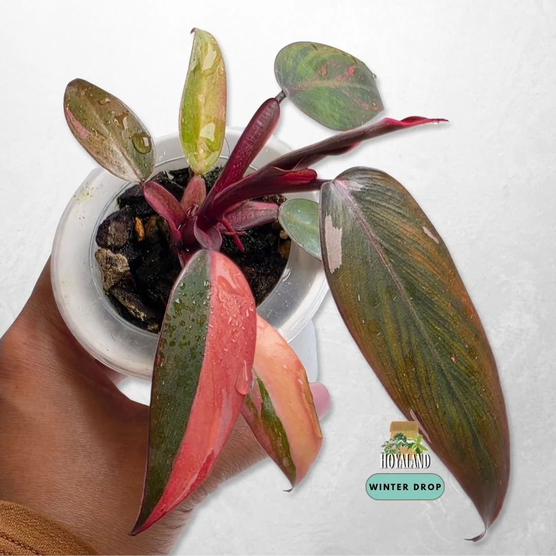 Philodendron 'Fire Princess' (Compact Established Specimen) -  Wet Stick