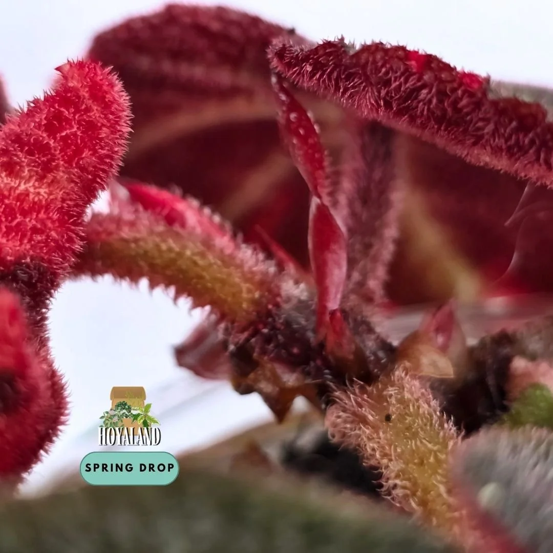 Established Begonia soli-mutata Variegata showing deeply pebbled bullate leaves with candy-pink and white sectoral variegation, fuzzy red petioles, and active crown growth points