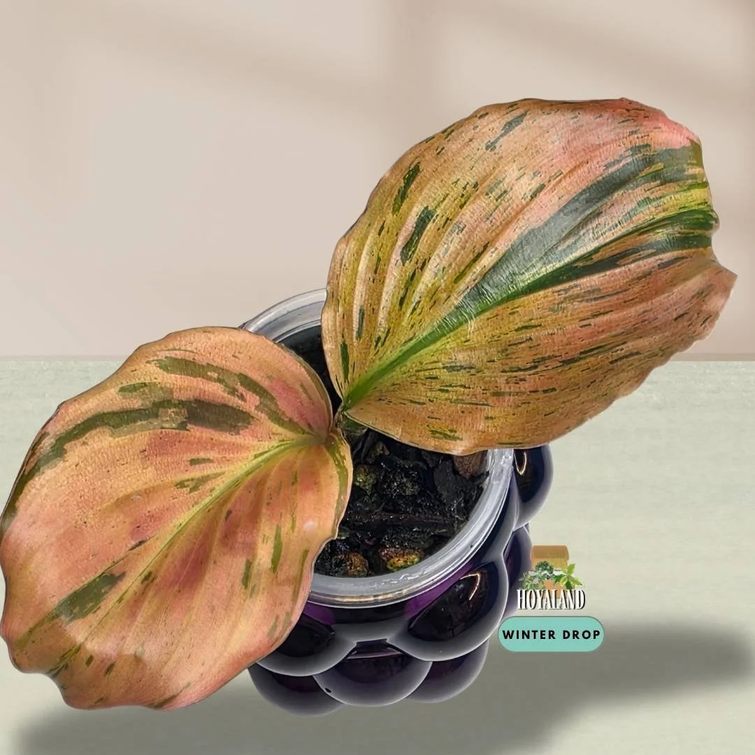 Kaempferia pulchra 'Variegata' (Quad-Colour Jewel Peacock Ginger) B
