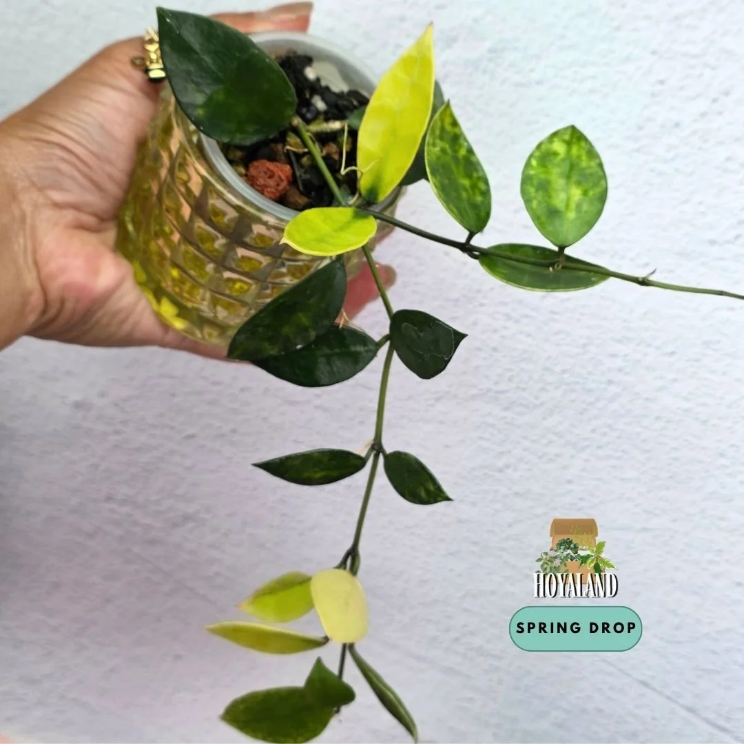 Hoya lacunosa arunika (7).jpg