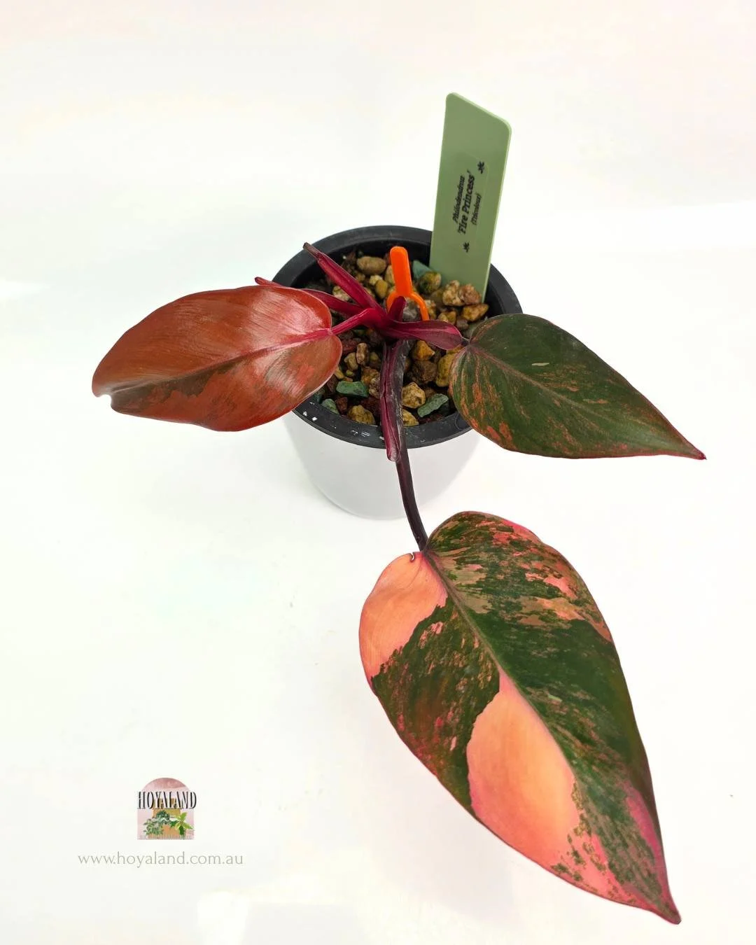 Philodendron Fire Princess.jpg