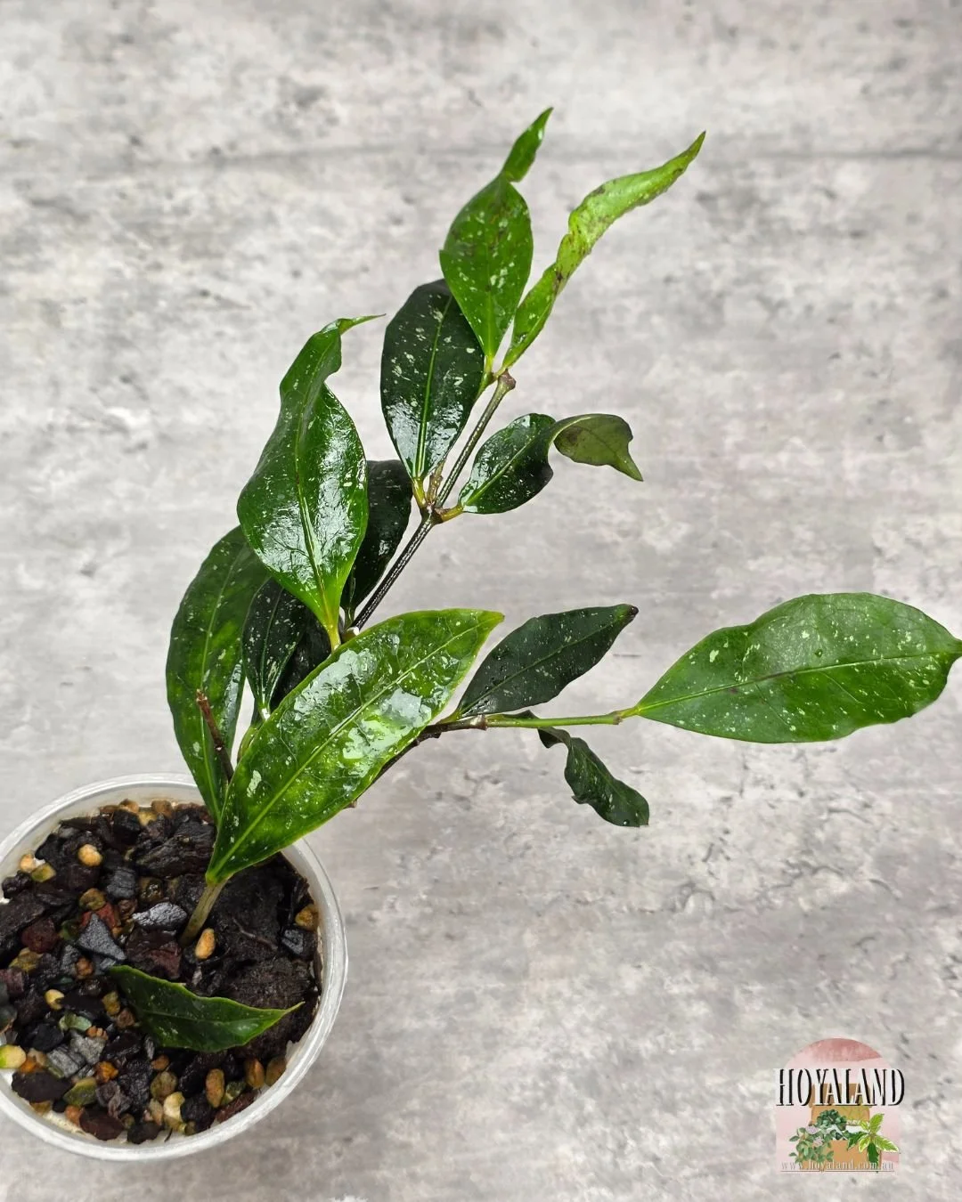 Hoya amicabilis (2).jpg