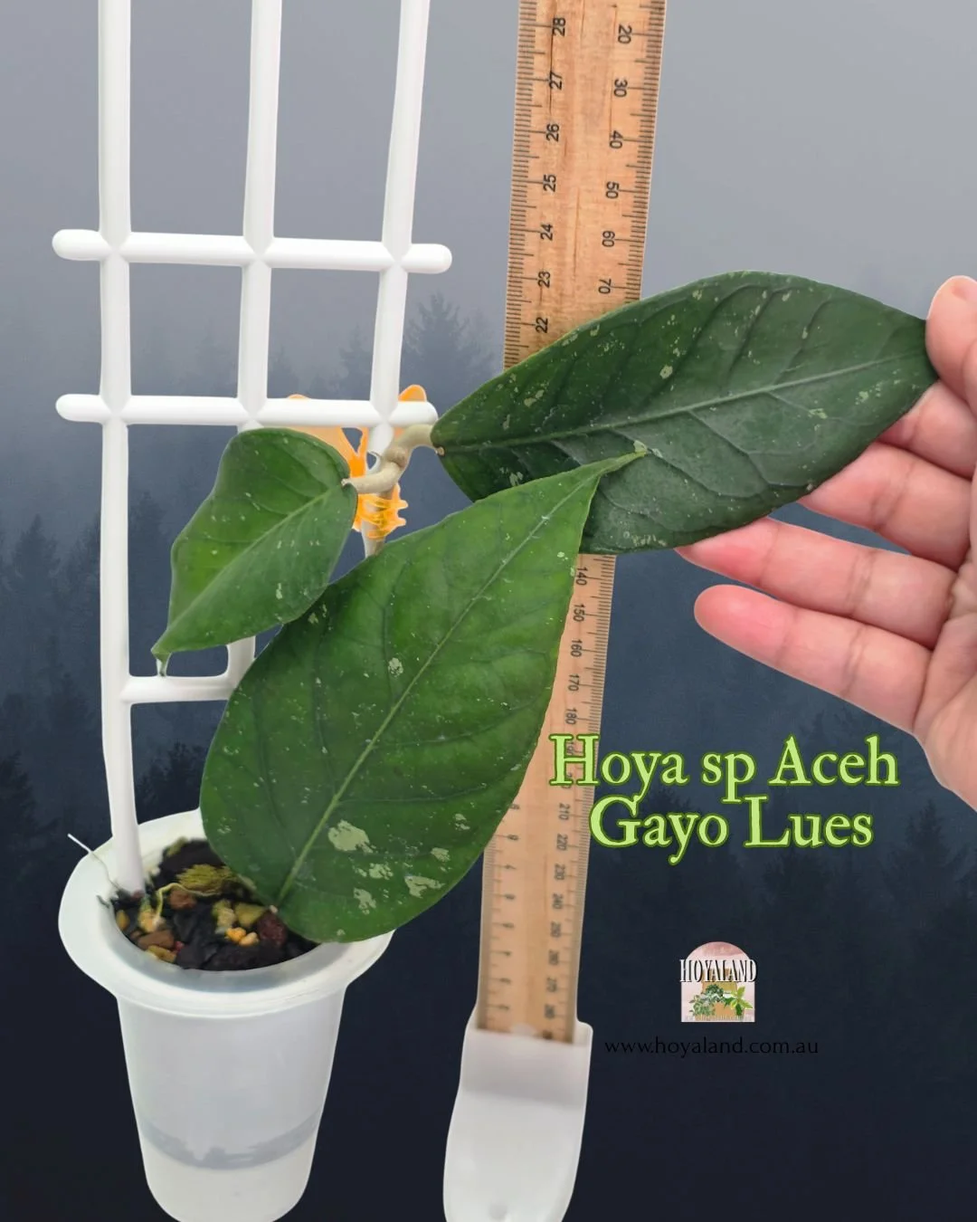 🍂 Hoya sp. Gayo Lues | Rare Veiny Hoya Small