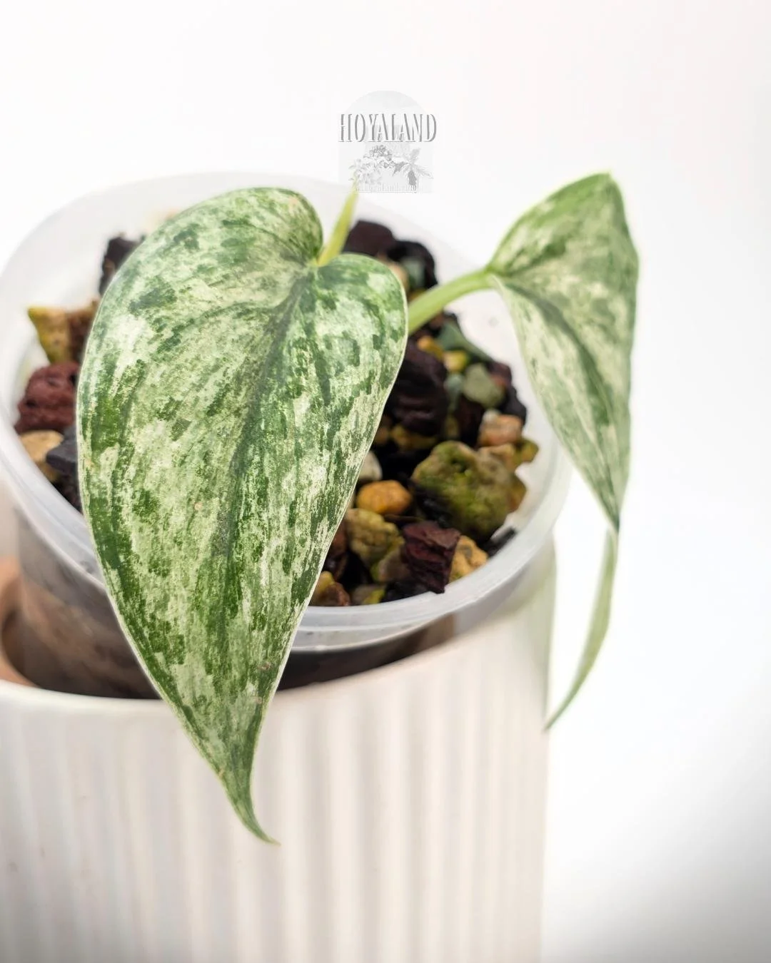 Scindapsus perlas.jpg