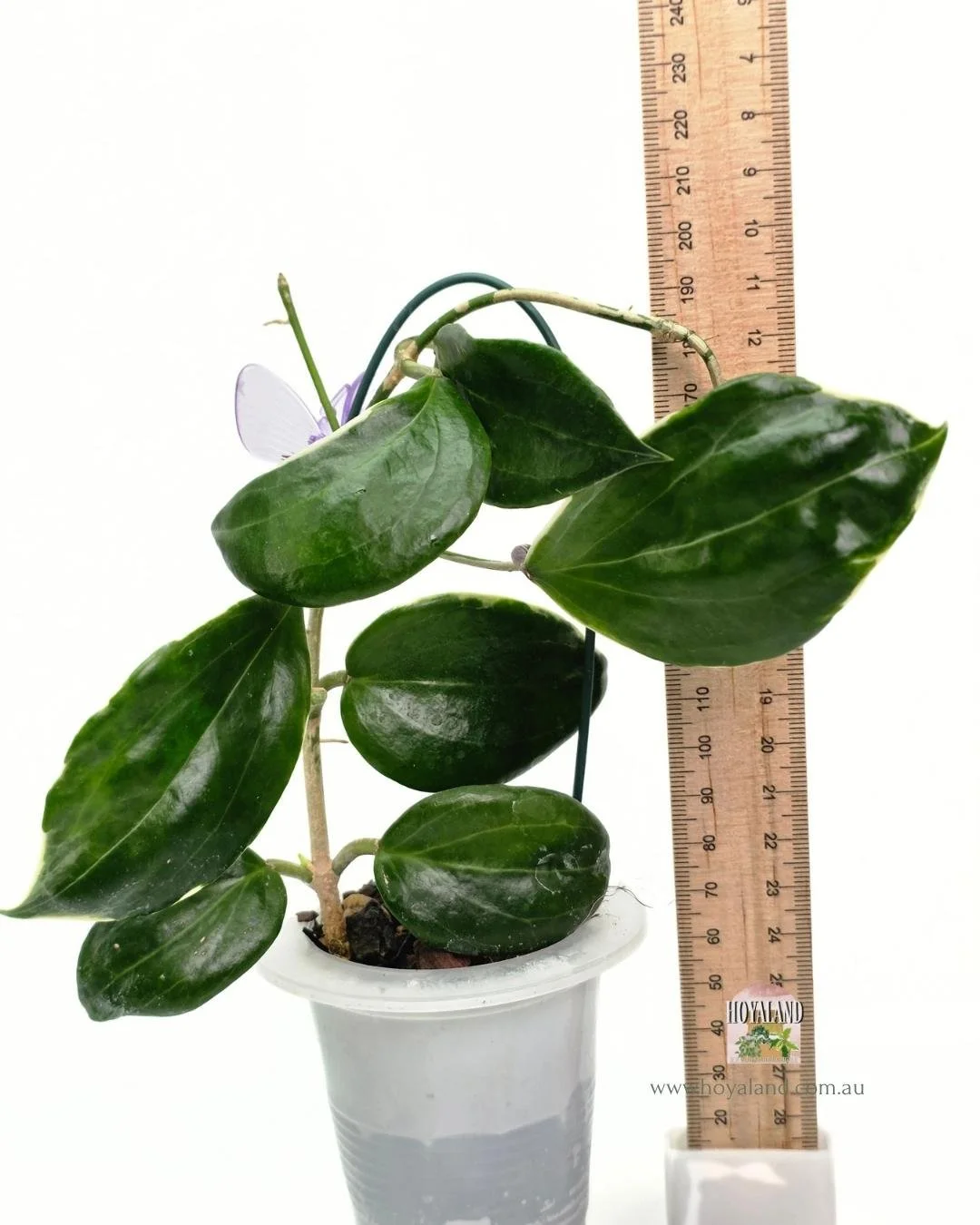 Hoya quinquinervia albo (4).jpg