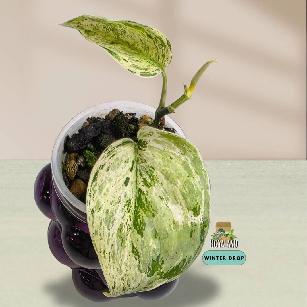 Scindapsus 'Tembaga' (Velvet Foliage with Subtle Copper Sheen)