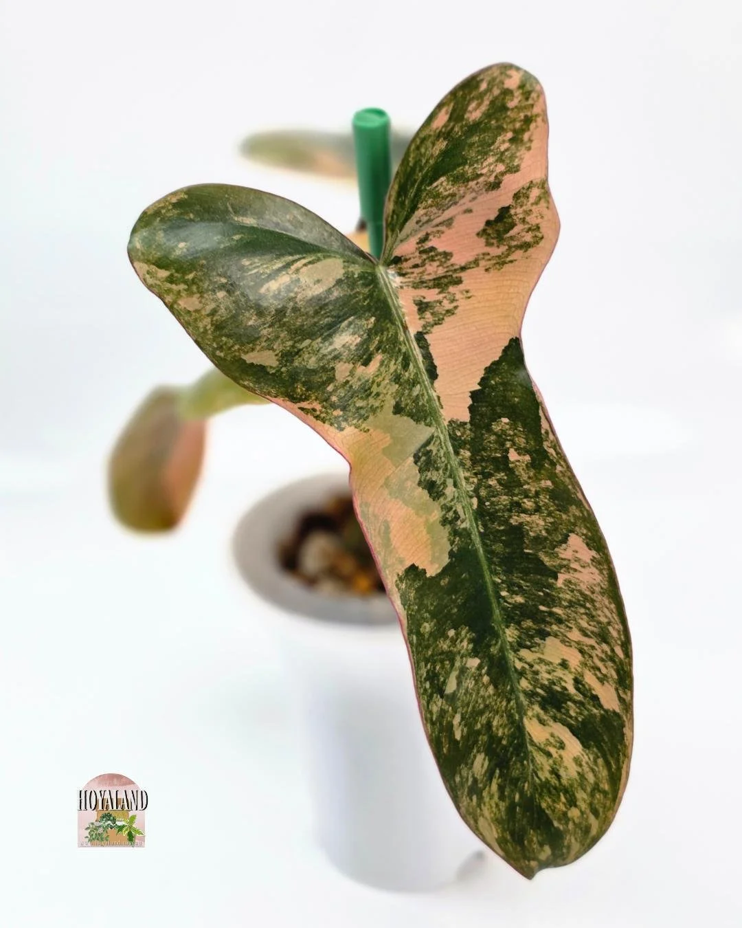 Philodendron brown beauty (9).jpg