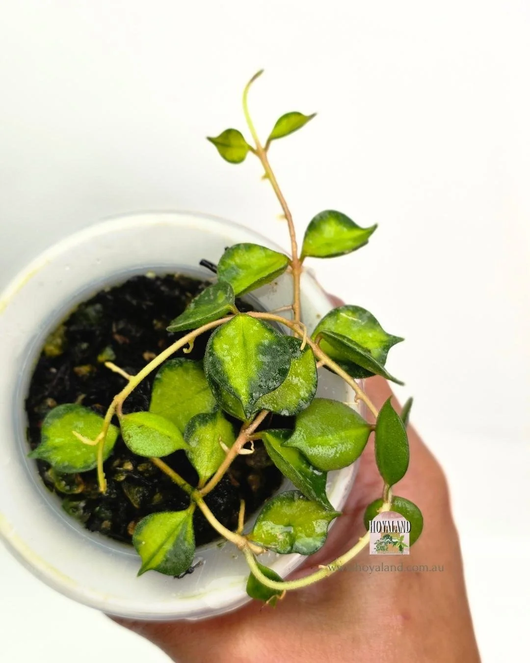 Hoya curtisii variegata (4).jpg
