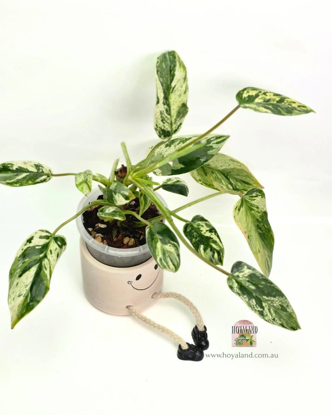 Philodendron emerald queen (3).jpg