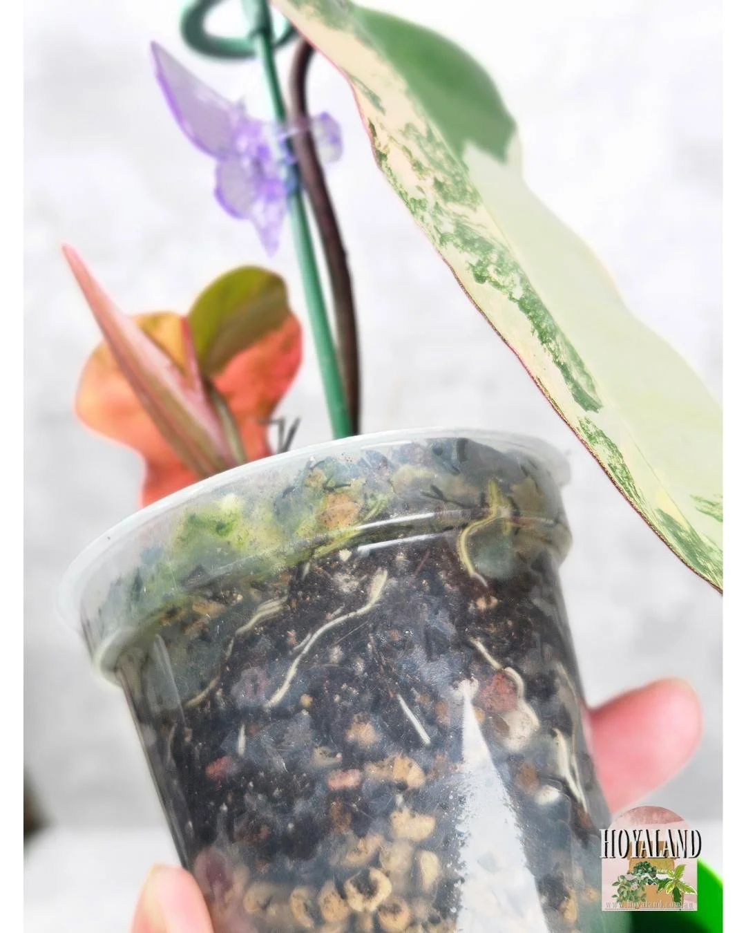 Philodendron Brown Beauty.jpg