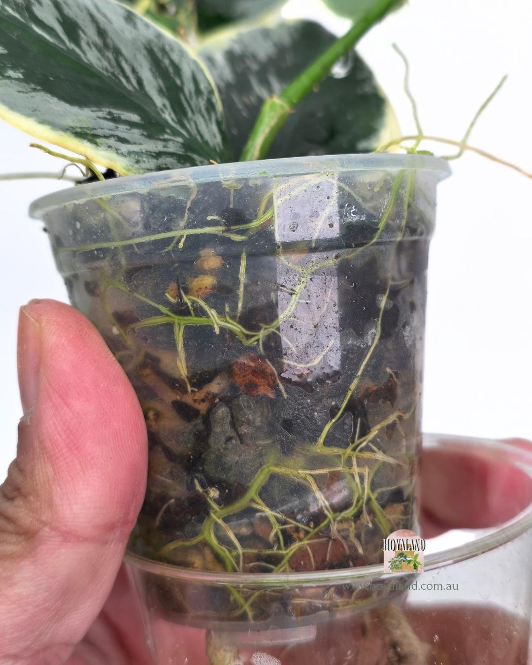 Hoya polyneura jasminka (4).jpg