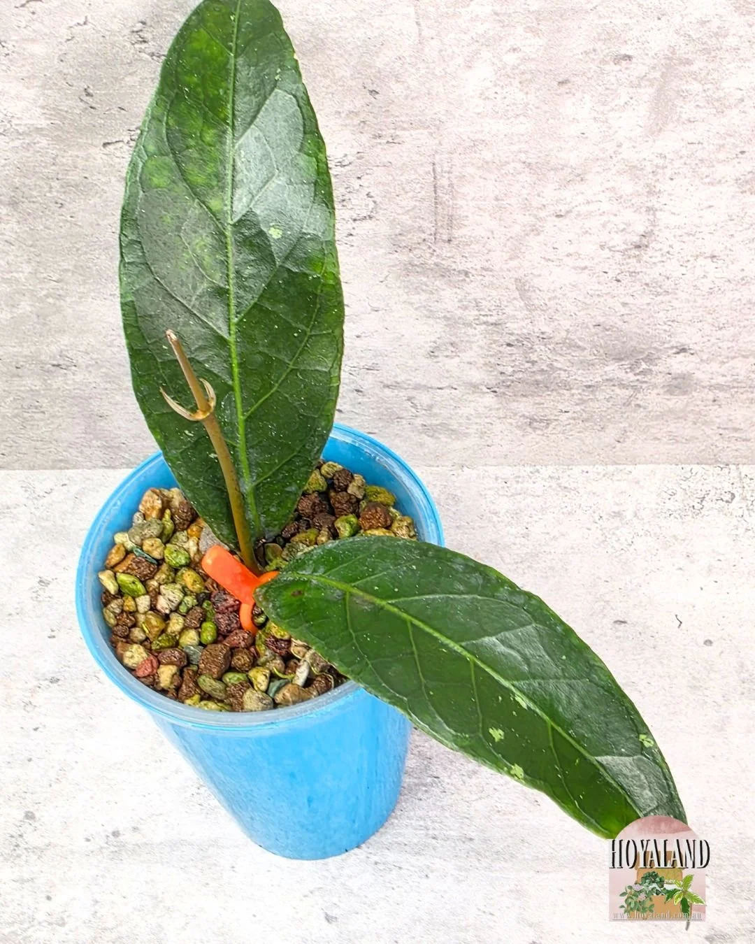 Hoya Dragon Claw Aceh (2).jpg