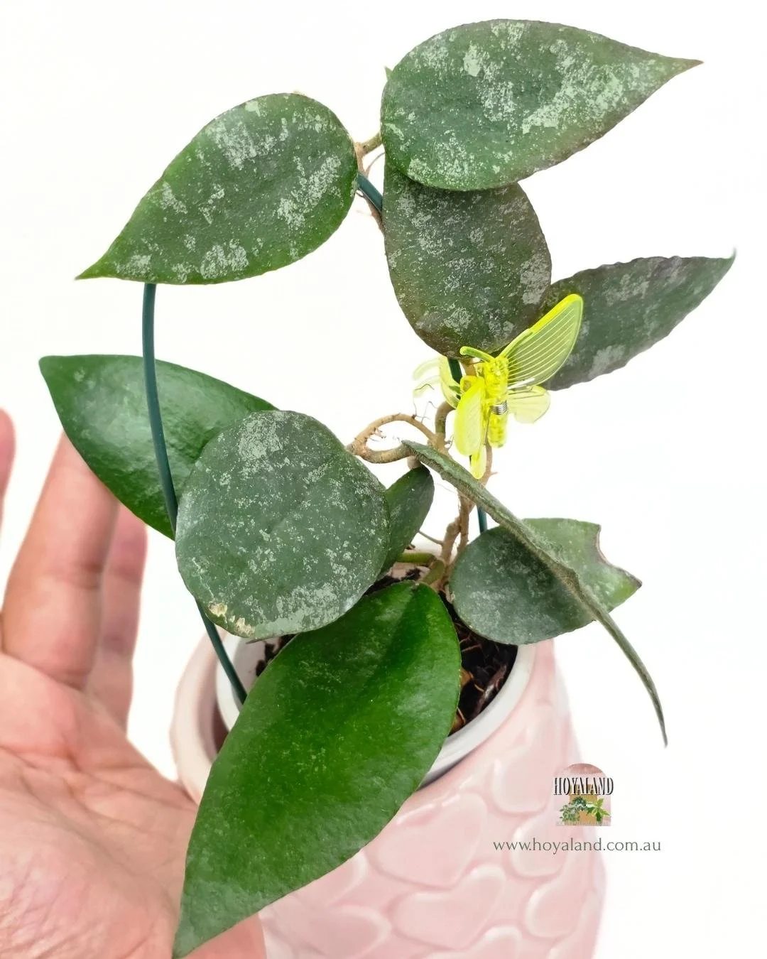 Hoya caudata small leaf (3).jpg