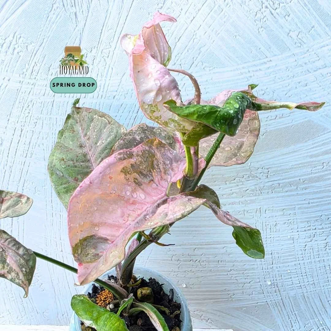 Syngonium double pink variegated 2 (4).jpg