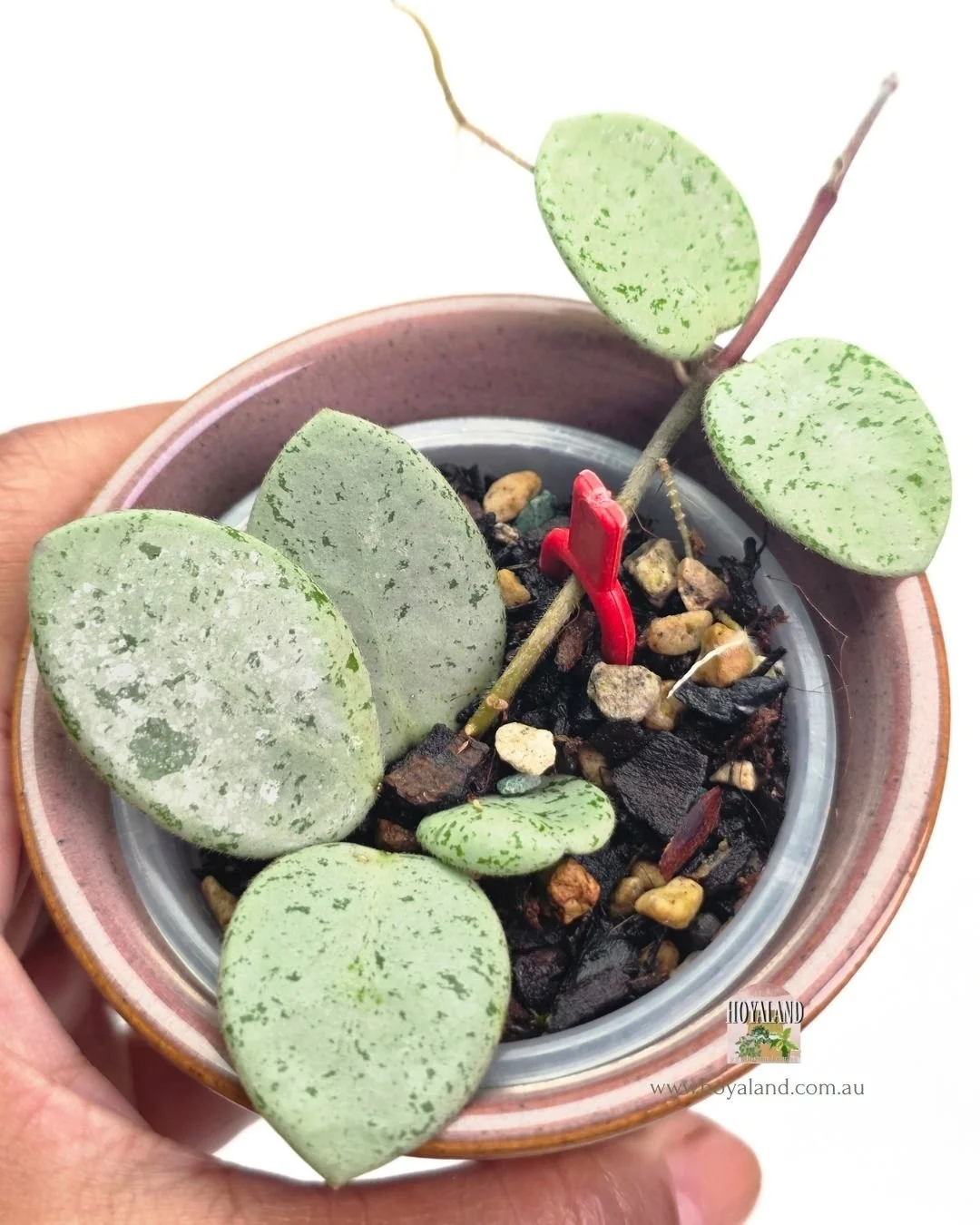 Hoya mathilde grey fairy.jpg