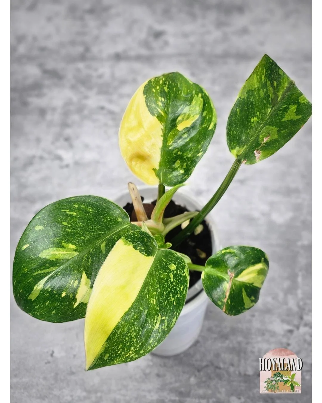 Philodendron green congo var (1).jpg