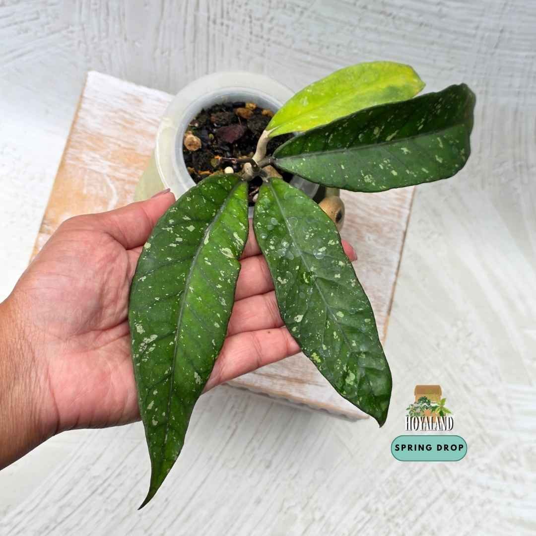 Established Hoya sp Aceh 2 showing pointy leaves with prominent veins, striking red sunstress, and red midrib on underside