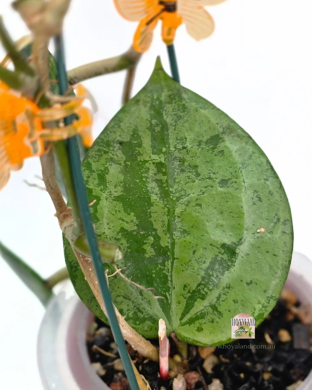🍂 Hoya  (macrophylla) latifolia silver splash from latifolia silver mum*